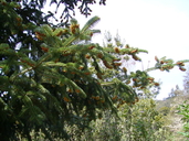 Abies nordmanniana ssp. equi-trojani