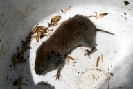 Gray Red Backed Vole