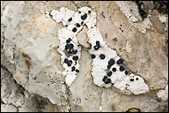 Rhizocarpon umbilicatum