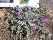 Astragalus purshii var. lectulus