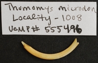 Thomomys microdon