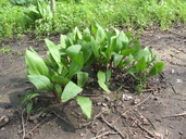 Allium tricoccum var. tricoccum
