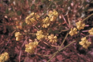 Eriogonum strictum ssp. proliferum var. anserinum