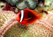 Red And Black Anemonefish
