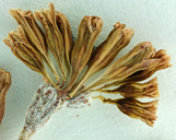 Eriogonum saxatile