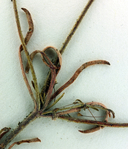 Eriogonum spergulinum var. reddingianum
