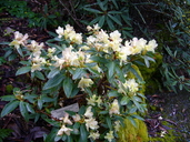 Rhododendron keiskei var. ozawae
