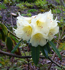 Rhododendron yiliangense