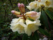 Rhododendron yiliangense