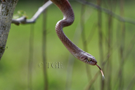 Marbled Tree Snake