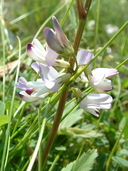 Astragalus alpinus var. brunetianus