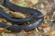 Southern Stiletto Snake