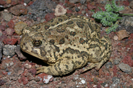 Anaxyrus woodhousii