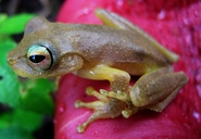 Brown-spotted Tree Frog