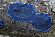 Cobalt Crust