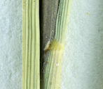Spartina densiflora