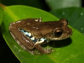 Boophis idae