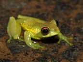 Boophis pauliani