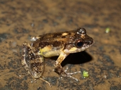 Mantidactylus betsileanus