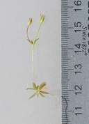 Androsace elongata ssp. acuta