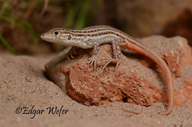 Red Tailed Lizard