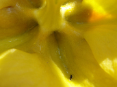 Fremontodendron mexicanum