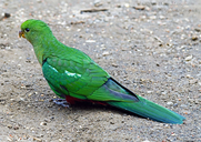 Australian King-parrot