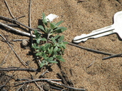 Chenopodium littoreum