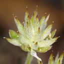 Ranunculus testiculatus