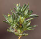 Linanthus arenicola
