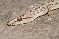 Hemidactylus murrayi