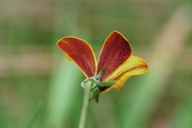 Viola purpurea ssp. purpurea