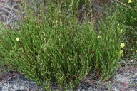 Crocanthemum scoparium