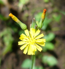 Youngia japonica