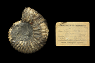 Ammonites remondii