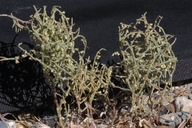 Eriogonum nidularium