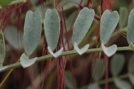 Astragalus curvicarpus