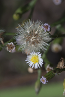 Annual Saltmarch Aster