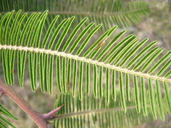 Acacia pennatula