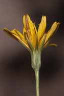 Agoseris parviflora