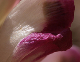 Pedicularis centranthera