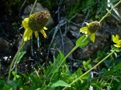 Klamath Cone-flower
