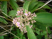 Conostegia xalapensis