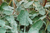 Eriogonum grande var. timorum