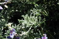 Lupinus albifrons var. douglasii