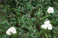Trifolium insularum