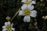 Cerastium beeringianum ssp. earlei