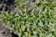 Cirsium peckii