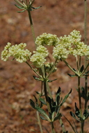 Eriogonum heracleoides var. heracleoides