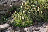 Heuchera cylindrica var. alpina
